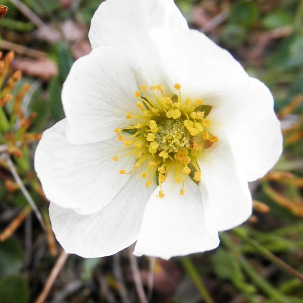 Dryas octopetala subincisa Svalbard Longyearbyen 2014 1 A.Elven a